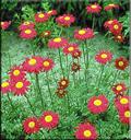 Persian chrysanthemum ، Chrysanthemum roseum ، Pyrethrum daisy ، Painted daisy 